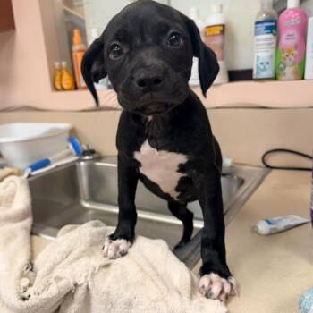 Posie -  Black Labrador Retriever Dog for Adoption in Columbus, Georgia - Posie | PetCurious