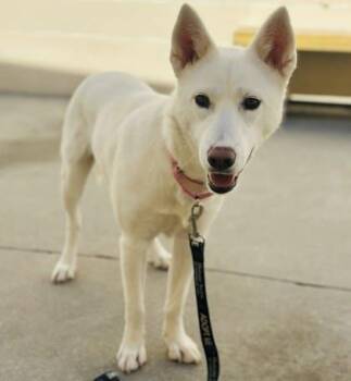 Mixed Breed Dogs Available for Adoption in West Chester, Pennsylvania - Maura | PetCurious