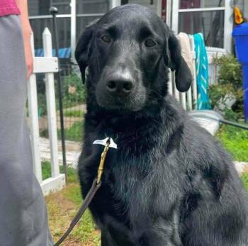 Blue -  Labradoodle Dog for Adoption in Milton, Delaware - Blue | PetCurious
