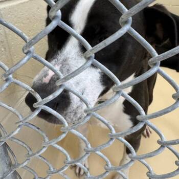 Mixed Breed Dogs Available for Adoption - Poe | PetCurious