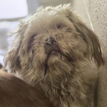 Shih Tzu Dogs Available for Adoption in Wickenburg, Arizona - Louise | PetCurious
