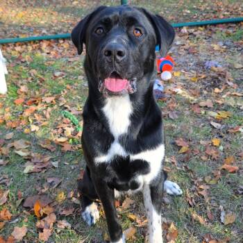 Rescue Cane Corso and Great Pyrenees Dogs for Adoption in Michigan City, Indiana - Neve | PetCurious