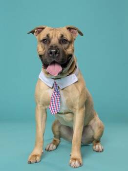 Cup Noodles -  Pit Bull Terrier and Mixed Breed Dog for Adoption in Atlanta, Georgia - Cup Noodles | PetCurious