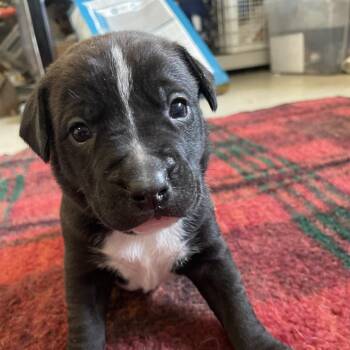 Black Mouth Cur and Beagle Dogs Available for Adoption in Metamora, Michigan - Dory | PetCurious