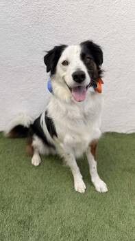 TOBY -  Australian Shepherd and Border Collie Dog for Adoption in San Diego, California - TOBY | PetCurious