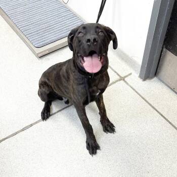 T-Bone -  Mixed Breed Dog for Adoption in Franklin, Tennessee - T-Bone | PetCurious