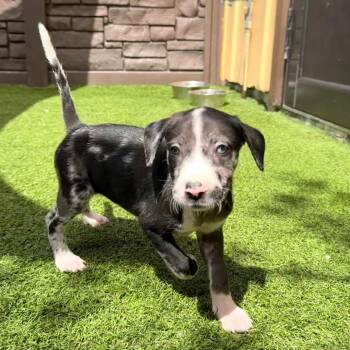 Piper 9768 -  Mixed Breed Dog for Adoption in Loxahatchee Groves, Florida - Piper 9768 | PetCurious