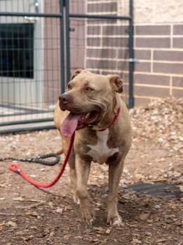Dew Drop -  Mixed Breed Dog for Adoption in Chamblee, Georgia - Dew Drop | PetCurious