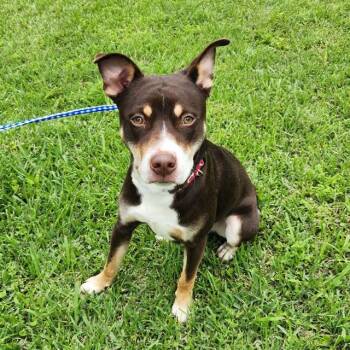 Australian Kelpie Dogs Available for Adoption in Wylie, Texas - A011279 | PetCurious