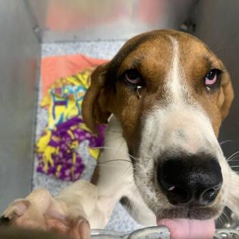 Basset Hound Dogs Available for Adoption - Huey / Spade | PetCurious