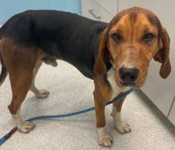 Hound Dogs Available for Adoption in Frankfort, Kentucky - Branch | PetCurious