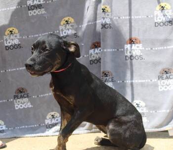 Rescue Black Mouth Cur Dogs for Adoption in Jacksonville, Texas - Louise | PetCurious