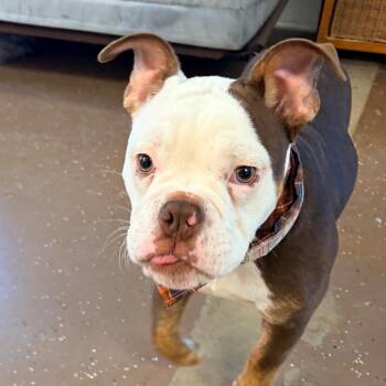Otis -  English Bulldog Dog for Adoption in Belleville, Illinois - Otis | PetCurious
