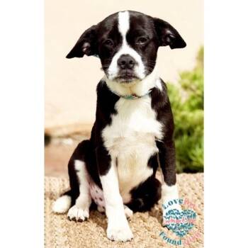 Sesame Litter-Sassafras -  French Bulldog and Pug Dog for Adoption in Inglewood, California - Sesame Litter-Sassafras | PetCurious