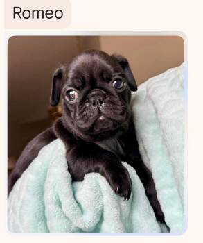 Pug Dogs Available for Adoption in Benton, Kansas - Romeo | PetCurious