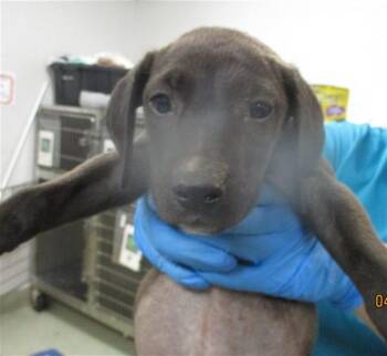 Pit Bull Terrier Dogs Available for Adoption in Oklahoma City, Oklahoma - A472735 | PetCurious