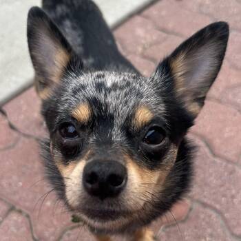 Mickey -  Chihuahua Dog for Adoption in Calgary, Alberta - Mickey | PetCurious