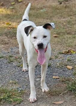 Leo -  Mixed Breed Dog for Adoption in Northwood, New Hampshire - Leo | PetCurious