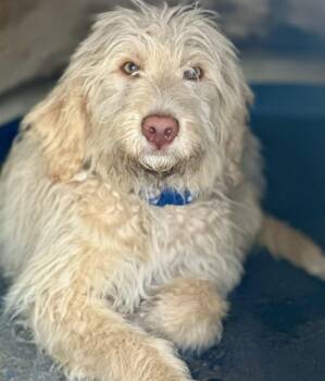 Goldendoodle Dogs Available for Adoption in Huntington Beach, California - Hank | PetCurious