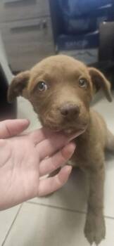 Labrador Retriever and Mixed Breed Dogs Available for Adoption in Edgewood, New Mexico - Buttercup | PetCurious