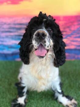 Coconut -  Cocker Spaniel Dog for Adoption in Wayne, New Jersey - Coconut | PetCurious