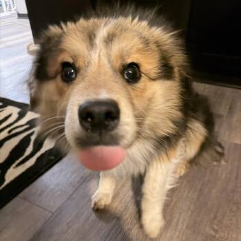 Mixed Breed Dogs Available for Adoption in Buffalo, Minnesota - Bosco | PetCurious