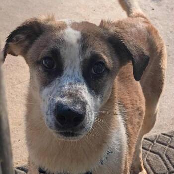 Mixed Breed Dogs Available for Adoption - Boss | PetCurious