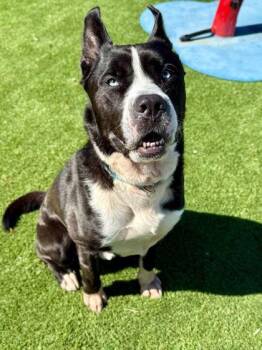 Siberian Husky and American Bulldog Dogs Available for Adoption - Bleu - 2 | PetCurious