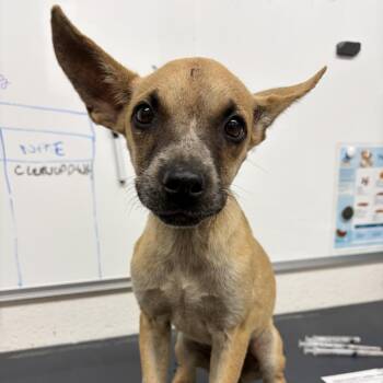 Lacy -  Mixed Breed Dog for Adoption in Evensville, Tennessee - Lacy | PetCurious