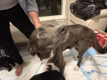 Labrador Retriever Dogs Available for Adoption - Pam | PetCurious