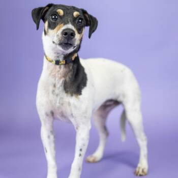 Sara -  Rat Terrier Dog for Adoption in Portland, Oregon - Sara | PetCurious
