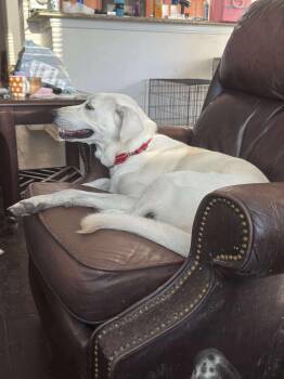 Rescue Labrador Retriever Dogs for Adoption in Lewisville, Indiana - Lila | PetCurious