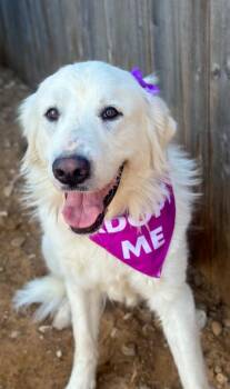 Flora  -  Great Pyrenees Dog for Adoption in Tulsa, Oklahoma - Flora  | PetCurious