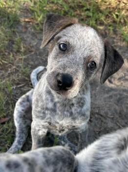 JoLeigh -  Cattle Dog Dog for Adoption in Tallahassee, Florida - JoLeigh | PetCurious