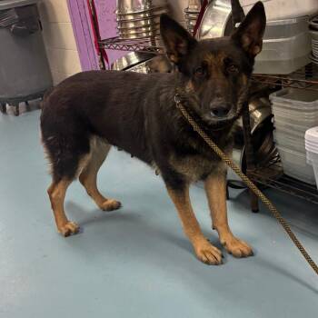German Shepherd Dog Dogs Available for Adoption - Fiona | PetCurious