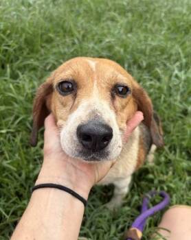 Bonnie -  Beagle Dog for Adoption in Mocksville, North Carolina - Bonnie | PetCurious
