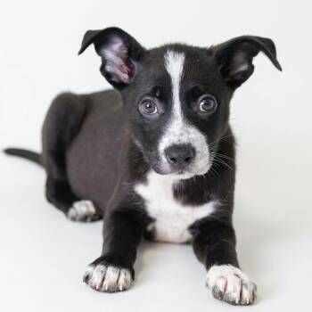 Paris -  Border Collie Dog for Adoption in Bedford, Indiana - Paris | PetCurious