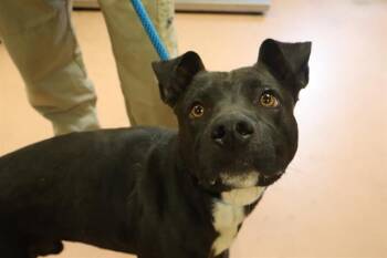 Mixed Breed Dogs Available for Adoption - CAM | PetCurious