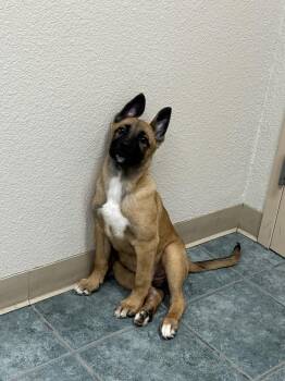 Belgian Shepherd Malinois and German Shepherd Dog Dogs Available for Adoption in Pleasant Hill, California - Tillie | PetCurious