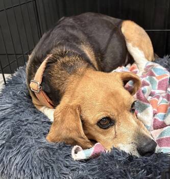 Beagle Dogs Available for Adoption in Tomball, Texas - Gary | PetCurious