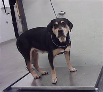 JENNA -  Black And Tan Coonhound and Mixed Breed Dog for Adoption in Houston, Texas - JENNA | PetCurious