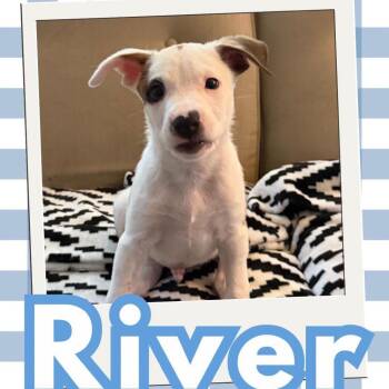 River -  Terrier and Labrador Retriever Dog for Adoption in Orangevale, California - River | PetCurious