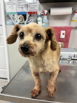 Max -  Chihuahua Dog for Adoption in Marietta, Georgia - Max | PetCurious