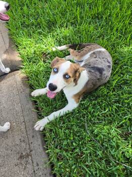 Ivy -  Catahoula Leopard Dog Dog for Adoption in Richmond, Texas - Ivy | PetCurious