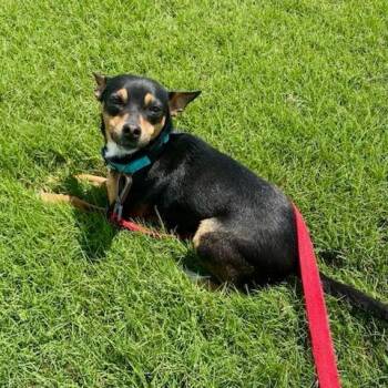 Ethel -  Chihuahua Dog Available for Adoption in East St. Louis, Illinois - Ethel | PetCurious