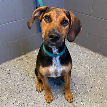 TUSC-Stray-85192 -  Hound and Mixed Breed Dog for Adoption in Tuscaloosa, Alabama - TUSC-Stray-85192 | PetCurious