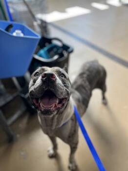 KAIROA -  Pit Bull Terrier and Catahoula Leopard Dog Dog for Adoption in Chula Vista, California - KAIROA | PetCurious