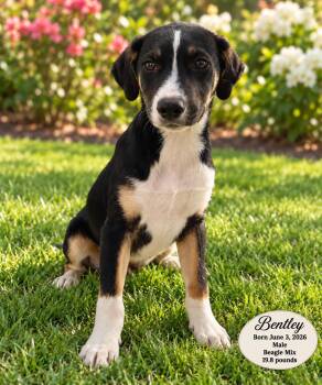 BENTLEY - 4 MONTH MALE BEAGLE MIX - PETCO, 5011 E. RAY ROAD, PHX -  Beagle Dog for Adoption in Mesa, Arizona - BENTLEY - 4 MONTH MALE BEAGLE MIX - PETCO, 5011 E. RAY ROAD, PHX | PetCurious