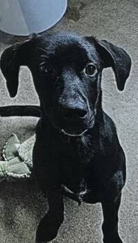 Rescue Terrier Dogs for Adoption in Fort Madison, Iowa - Arla | PetCurious