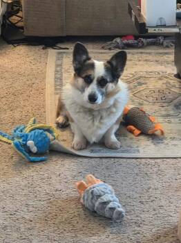 Copper -  Corgi Dog for Adoption in Denver, Colorado - Copper | PetCurious